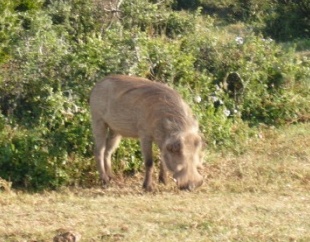 Cape Town - Safari - Warthog